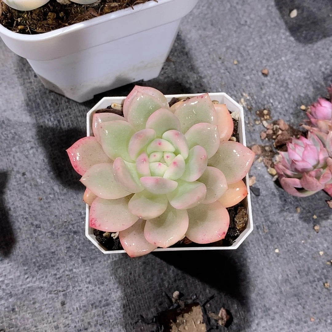 橙子锦多肉多肉植物