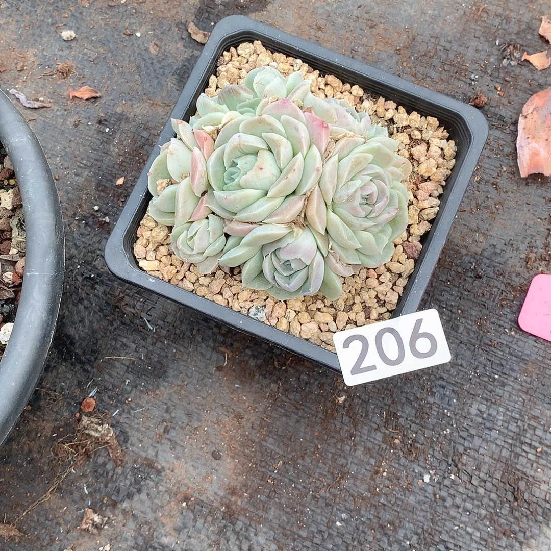 206 一物一拍多肉