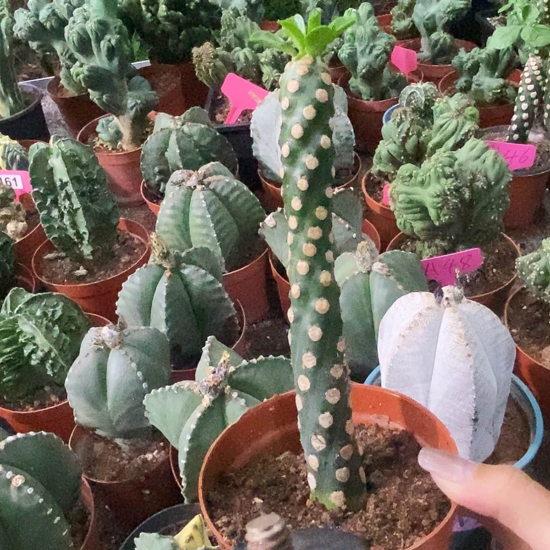 花花草草花花草草