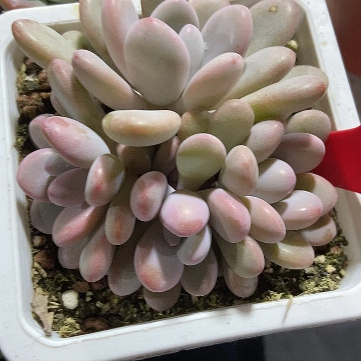 多肉植物粉兔群815
