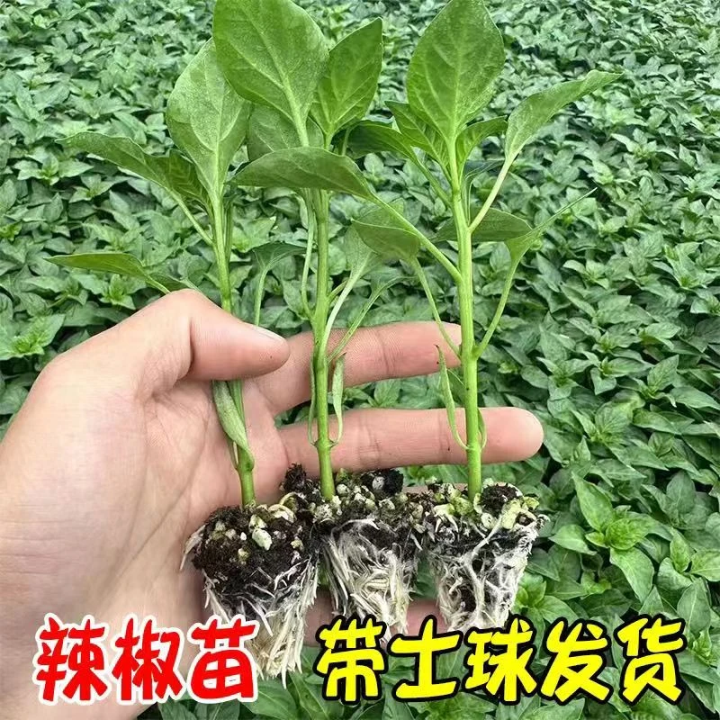 螺丝椒苗辣椒蔬菜苗香辣椒苗辣椒种籽带土薄皮椒秧苗大果辣椒秧