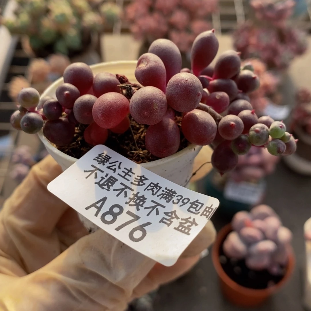 葡萄876/5cm多肉