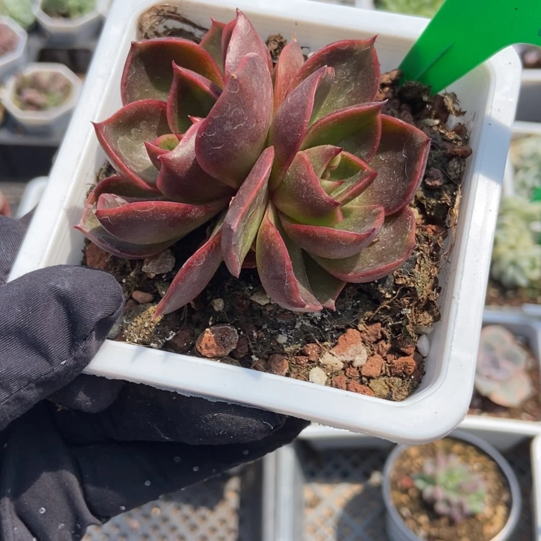 991红灯多肉植物保护