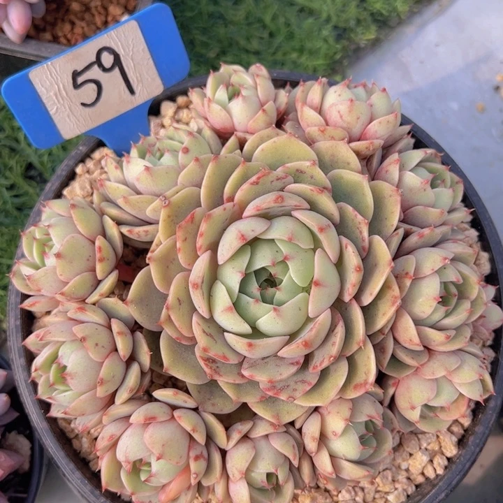 健健康康平平安安