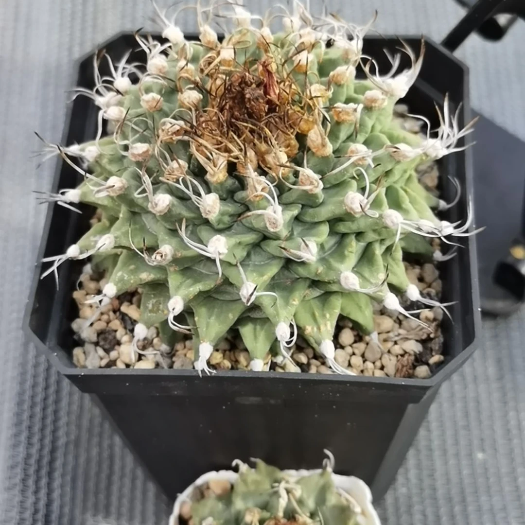 无***境实生赤花娇丽一物一拍