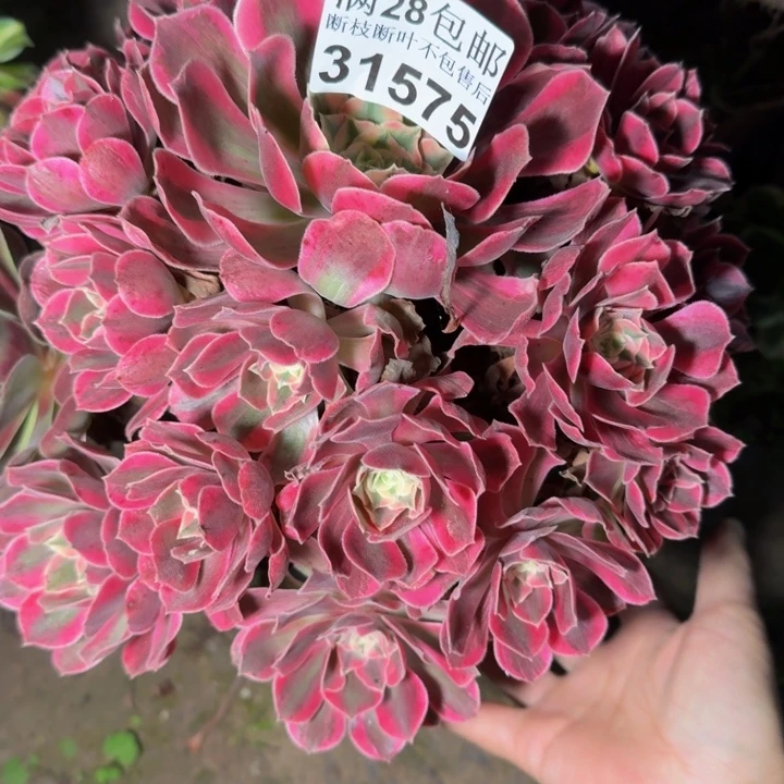 31575女妖多肉植物