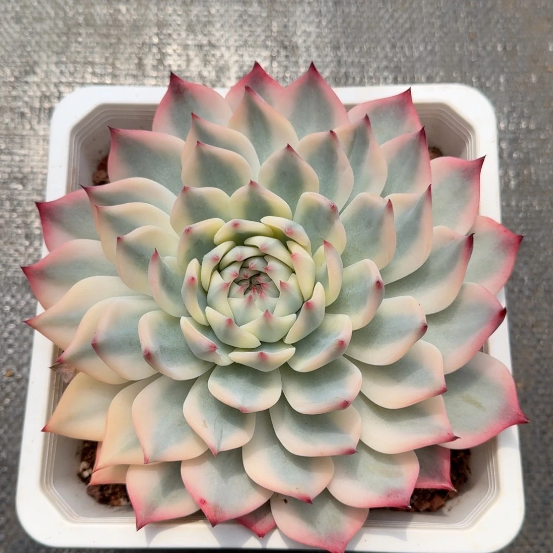 吉娃娃锦锦上园艺一物一拍