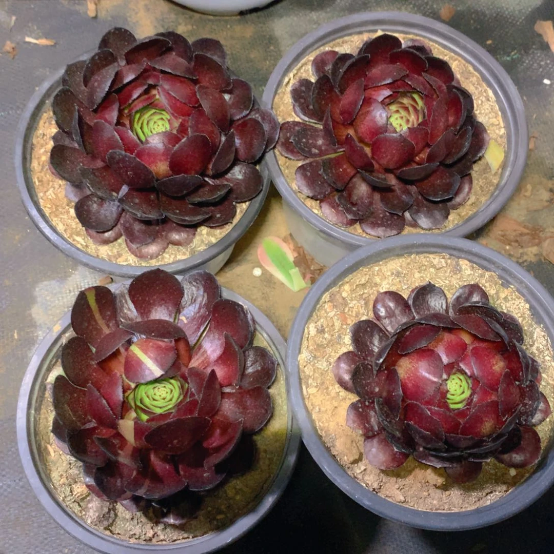 761黑骑士单头包包 2颗