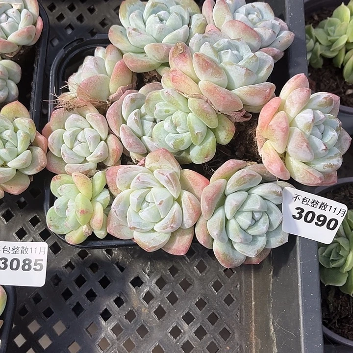 阿雅园艺。          3090