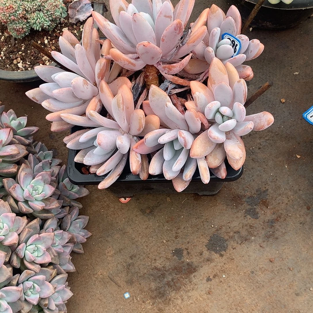 896粉兔一物一拍多肉