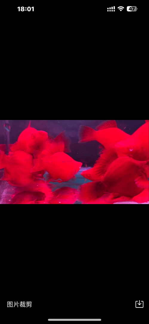 红箭球胎生鱼热带观赏新奇宠物活体可爱至极