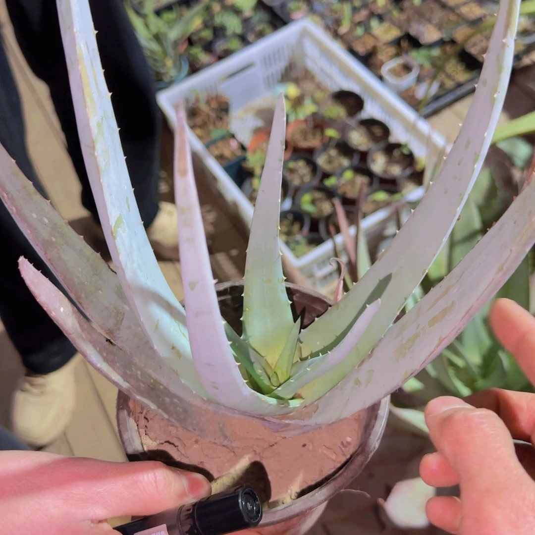 块根植物块根植物