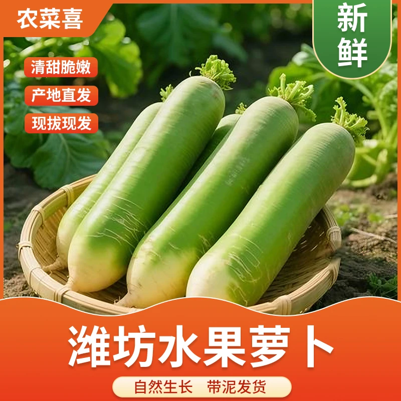 【削皮吃】正宗潍坊水果萝卜新鲜现挖脆甜多汁适合生吃 现拔现发