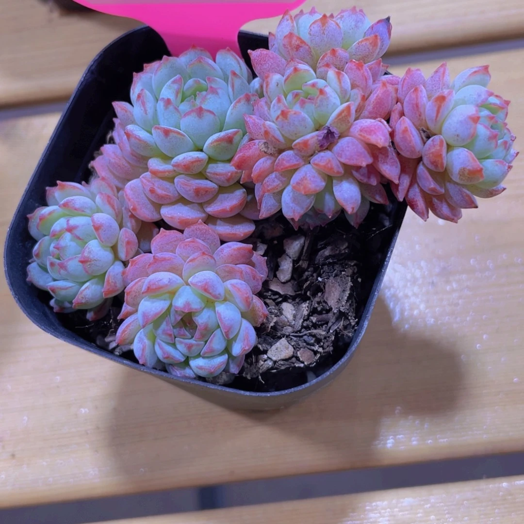 1354号 鲁冰小红雪多头群