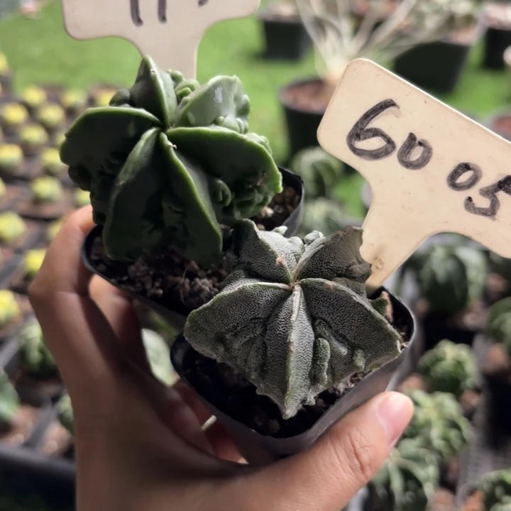 9911 6005二个核桃好养