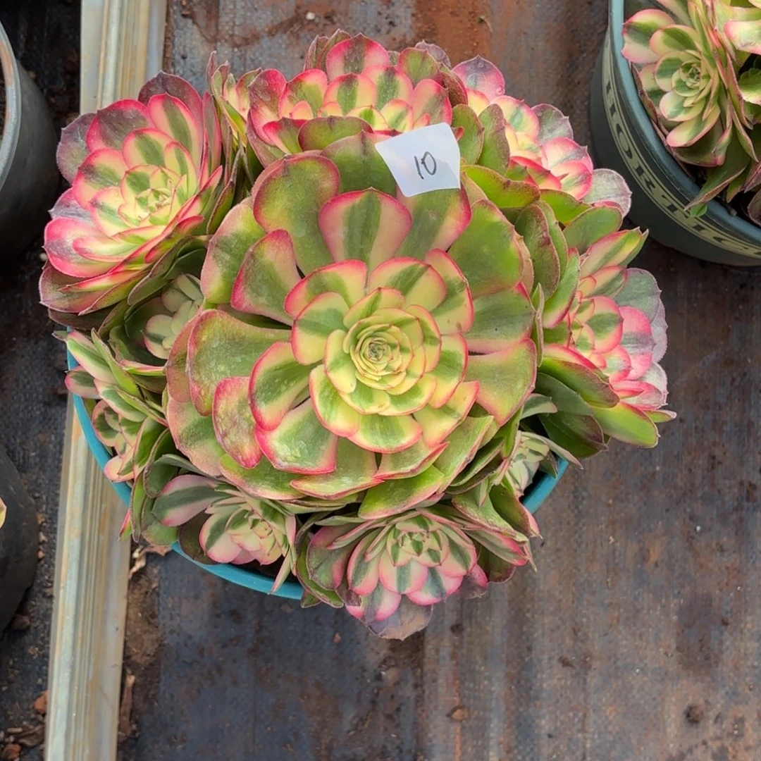 云南多肉植物荔枝