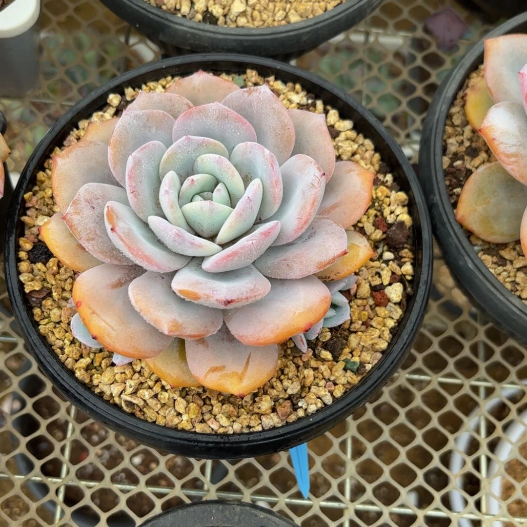 四****哈哈哈哈哈哈哈哈哈哈哈哈哈哈