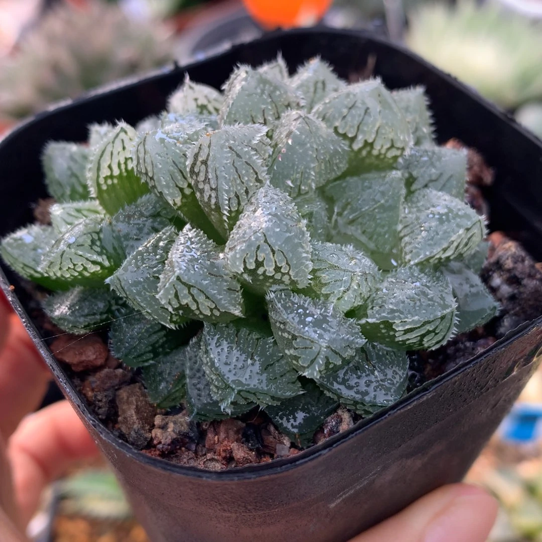 群生魔刺，带盆发货