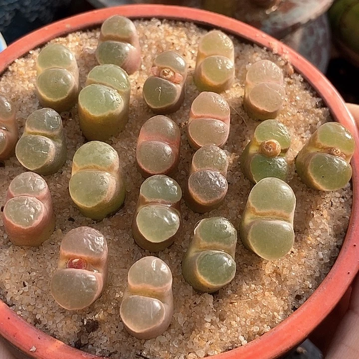 熊猫磁铁一颗     买2送1