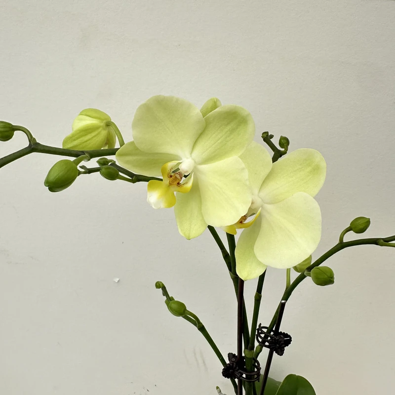 简馨优选【卡利】-蝴蝶兰花 组盆摆设客厅摆设种植基地发货1-1