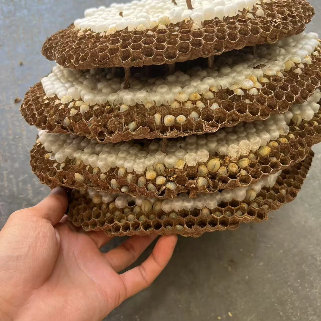 新鲜树蜂蛹蜂巢带巢深山野生蜂蛹带巢发货