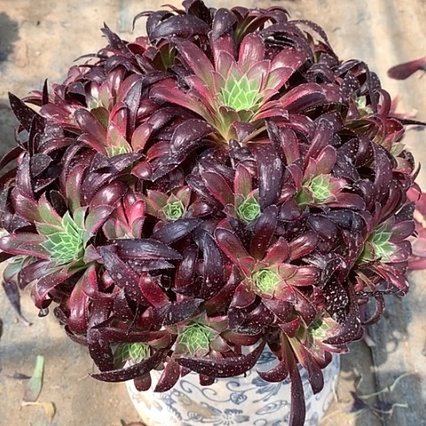 766孔雀锦多肉植物