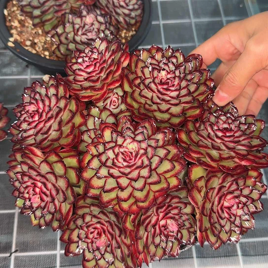 从前慢花园精选肉酱玫瑰大