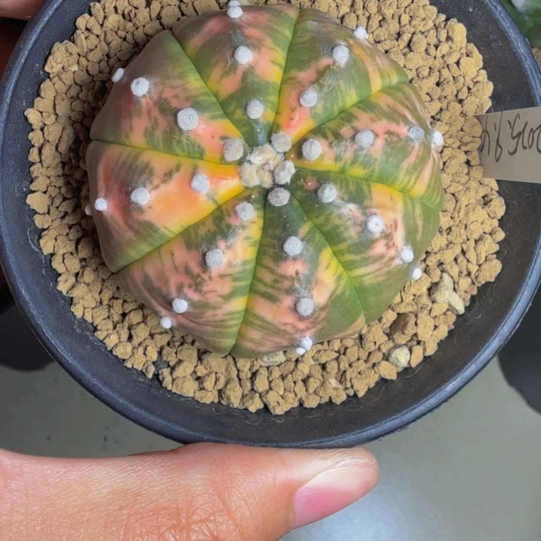 迷***宝实生散斑彩色锦 专拍