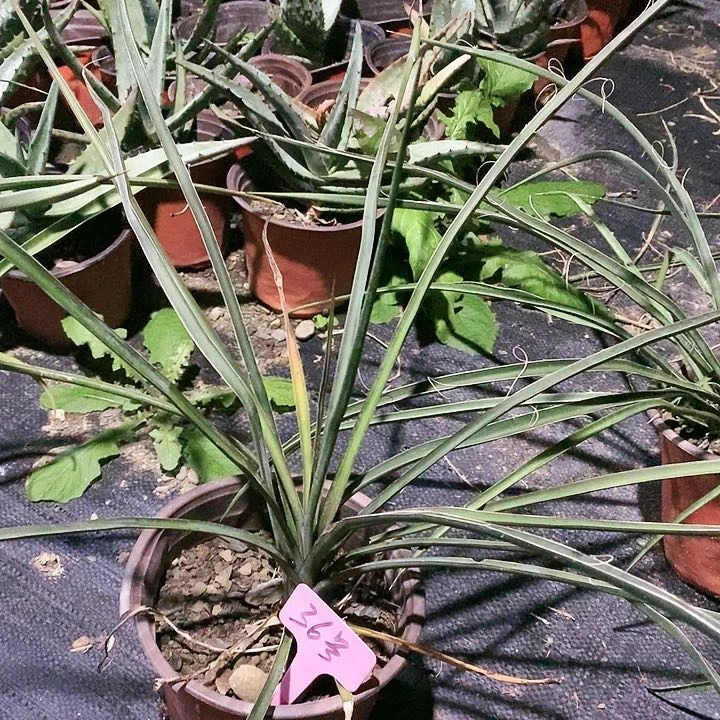 【闪购商品】无花朵周缘丝兰