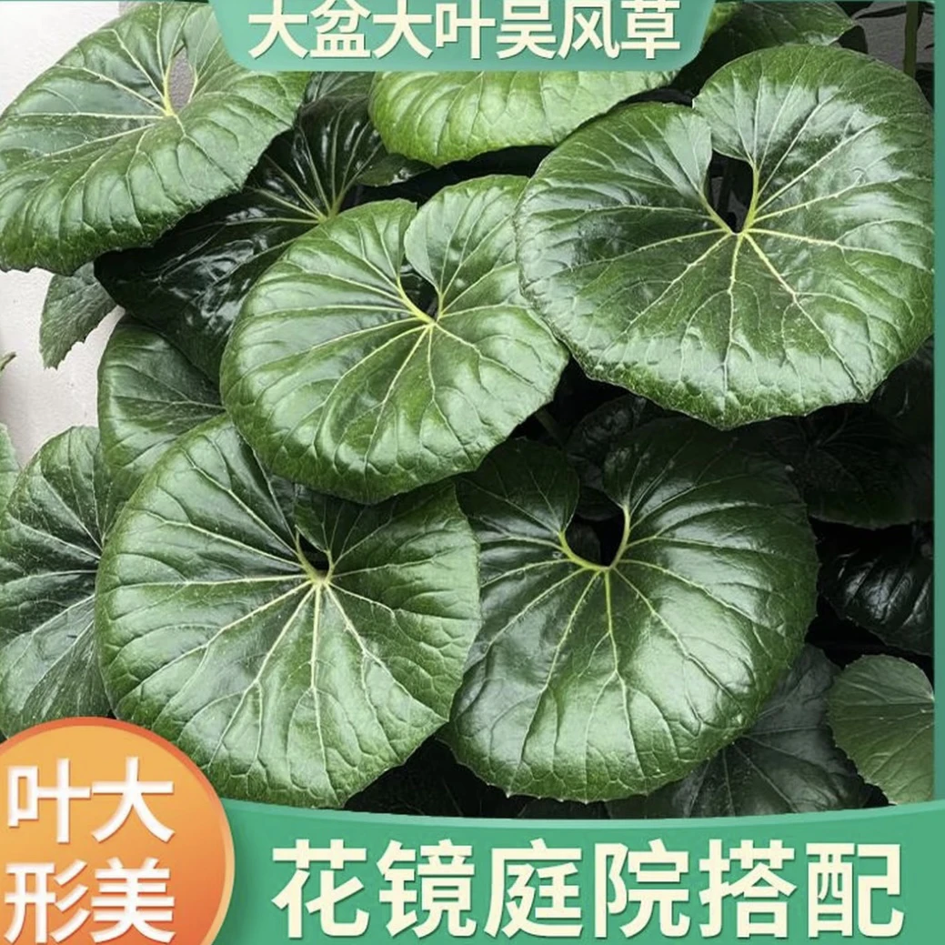 吴风草盆栽 观叶植物