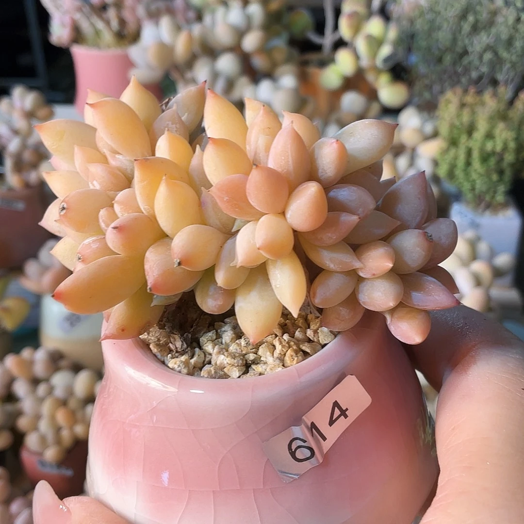 浅***爱多肉植物的生长发育和