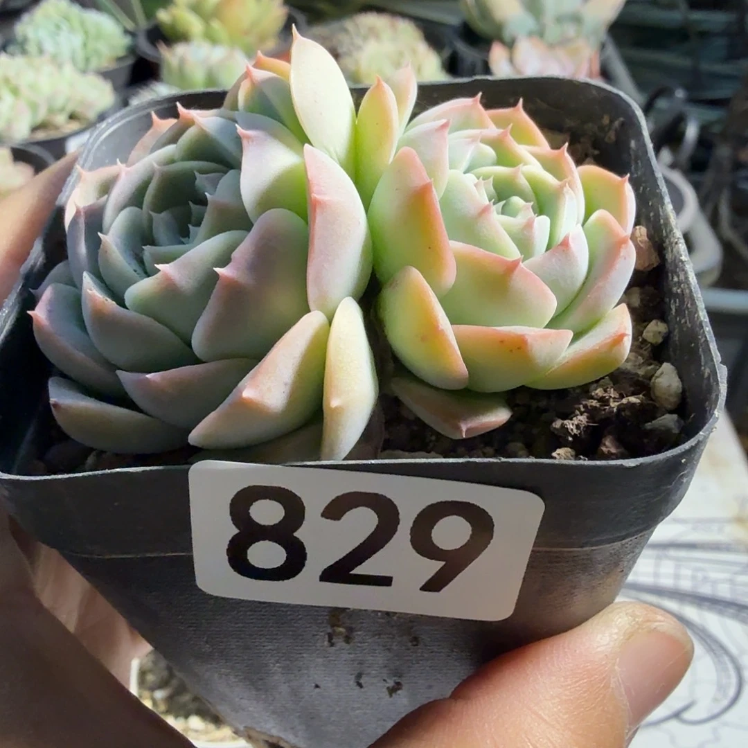 829双头杂满20包邮