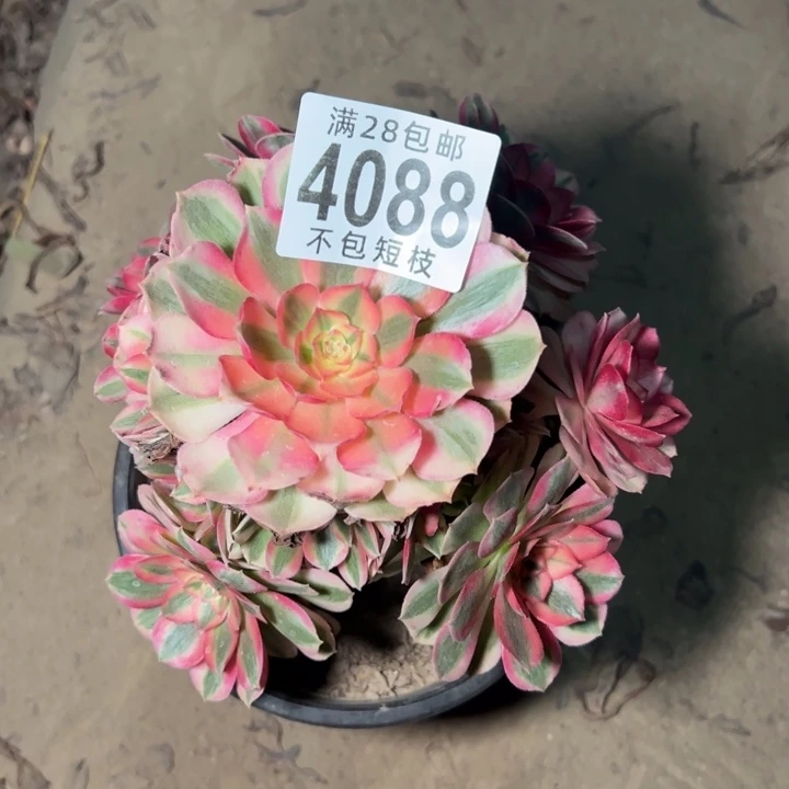 倾城多肉植物法师4088