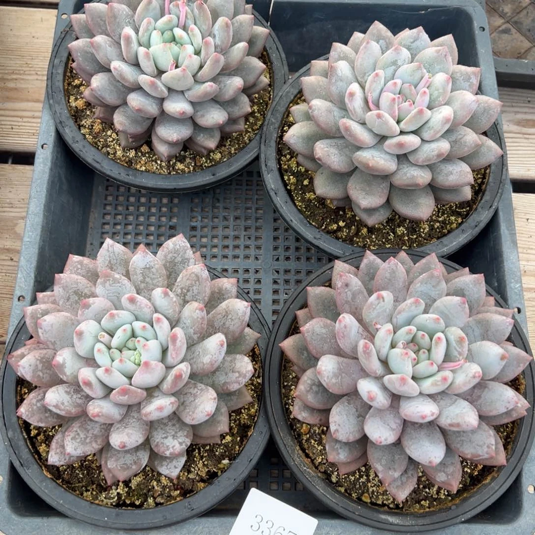 3367量肉肉肉肉肉肉