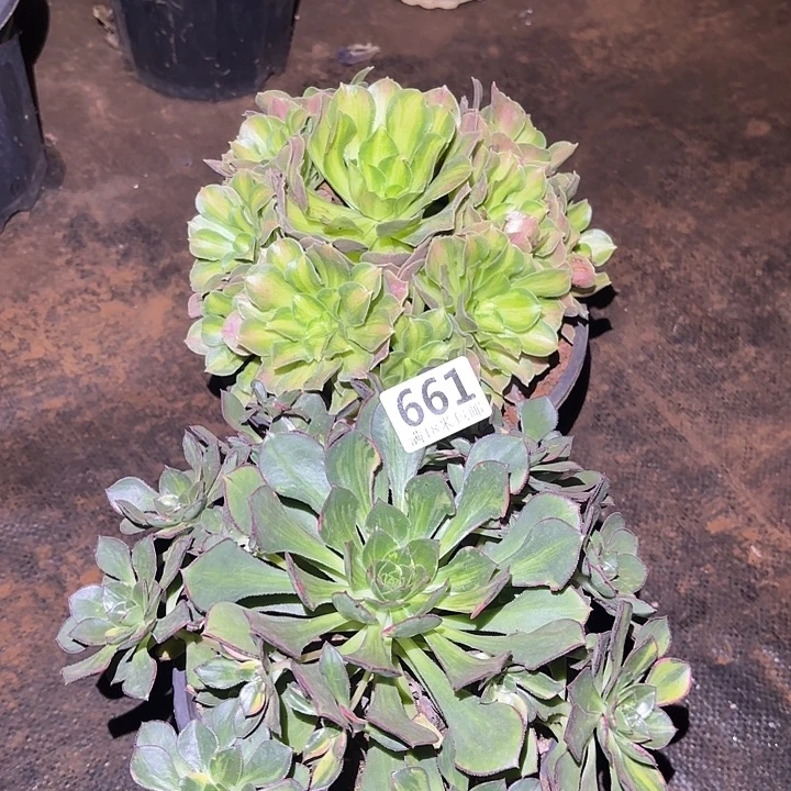 661彩蝶，粉体韶华诺米多肉法师锦不包侧枝断枝