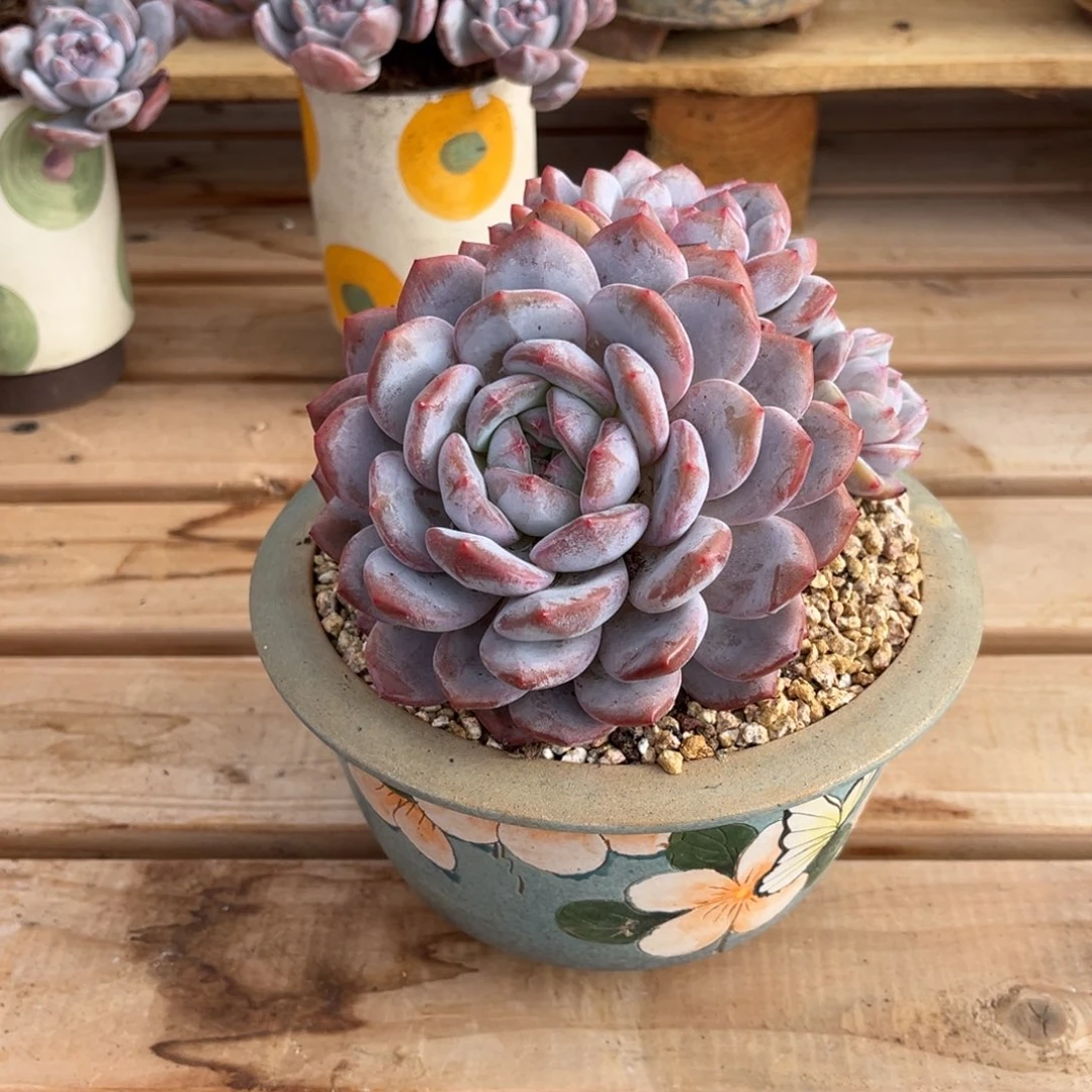 八***了星颖孔雀开屏一物一拍