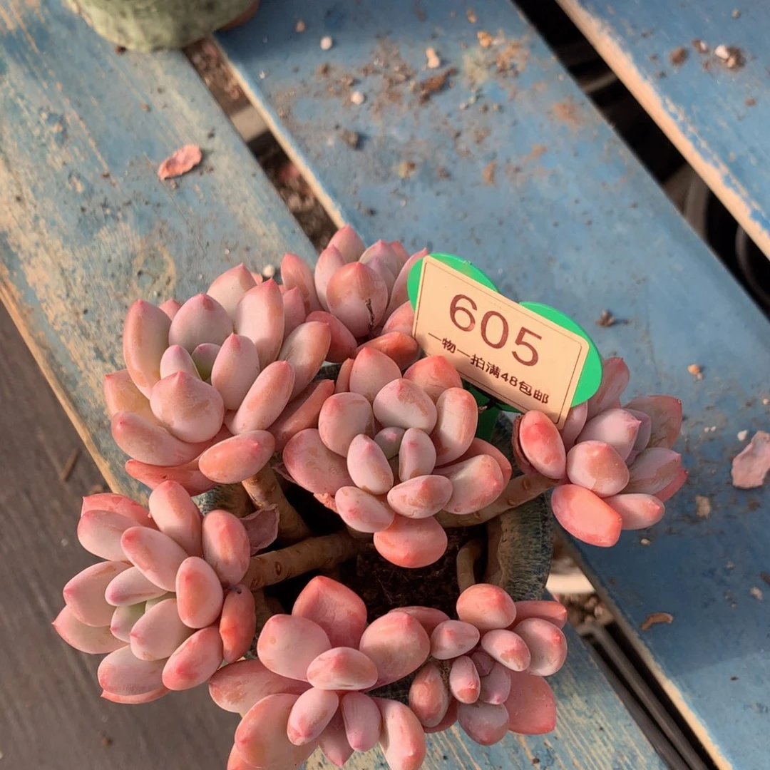 珍舞奶酪无砍平头605