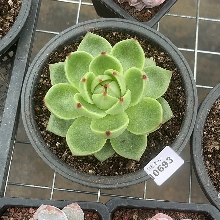 阿雅园艺。          693蓝龙