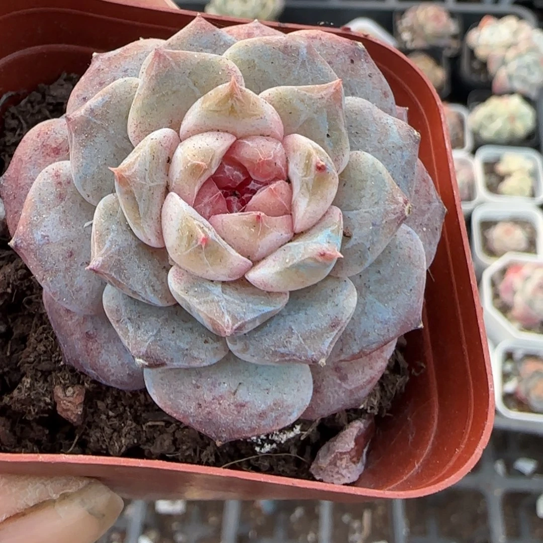 多肉小卡拉米糖心一物一拍