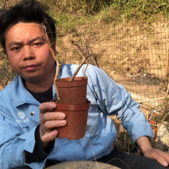 盆景素材盆栽绿植荣*