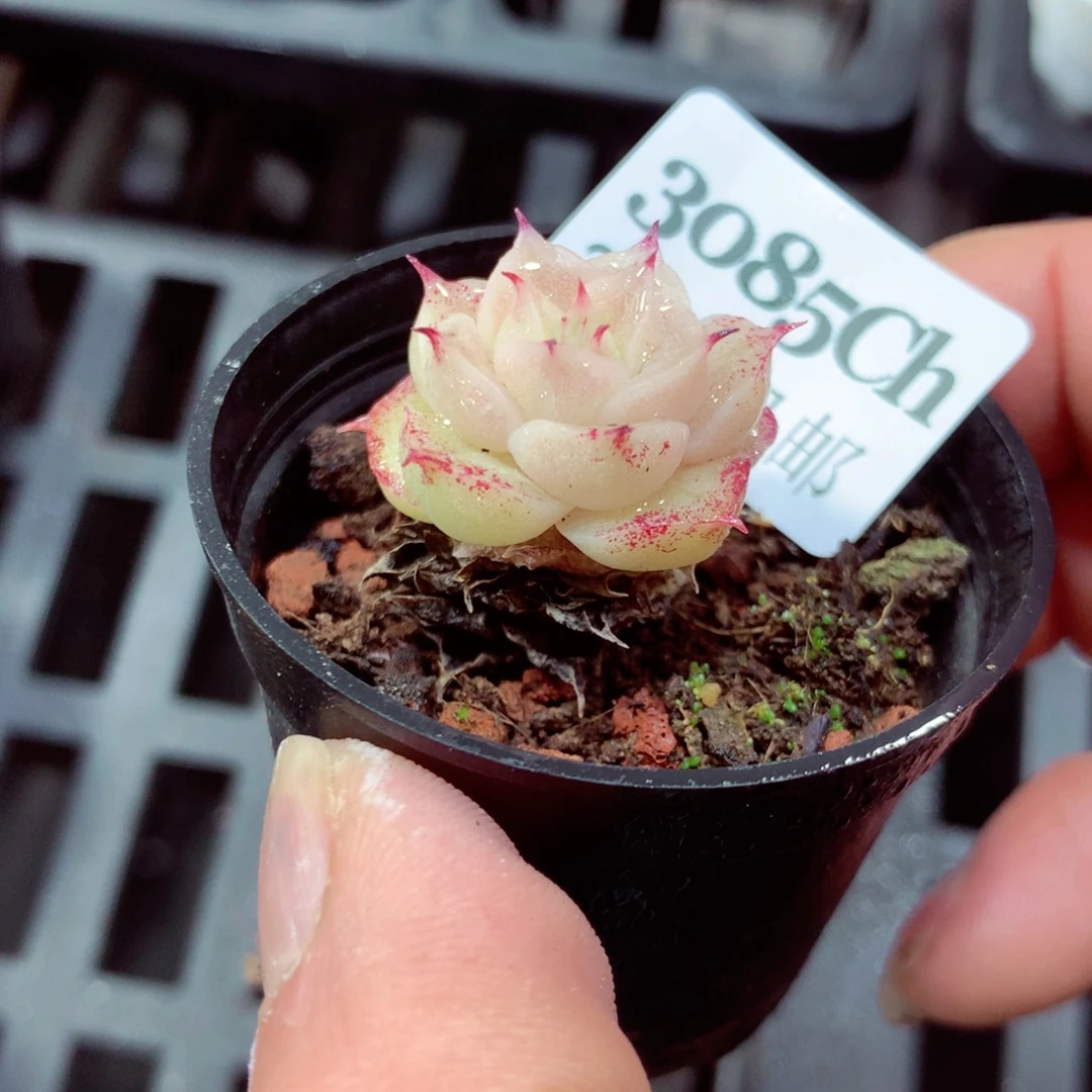 5厘米盆精控多肉3085