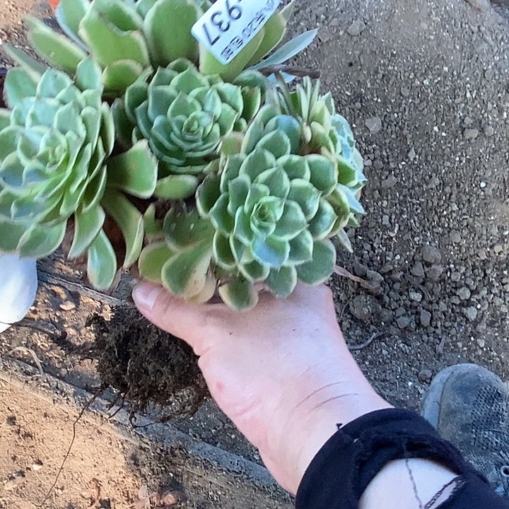 我***主937粉花妖多肉植物法师