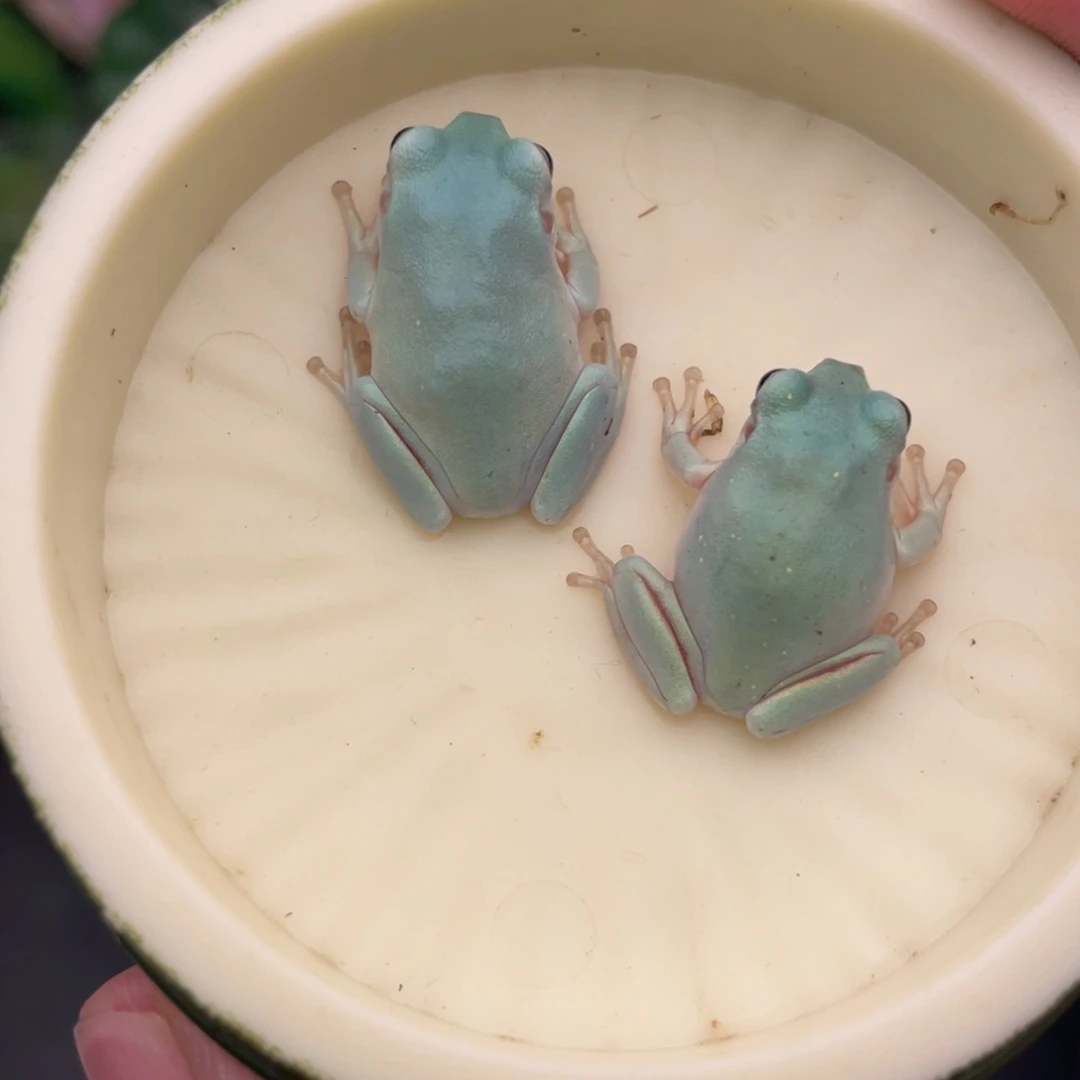 老爷树蛙5号白蓝➕冰淇淋苗子，变异后代