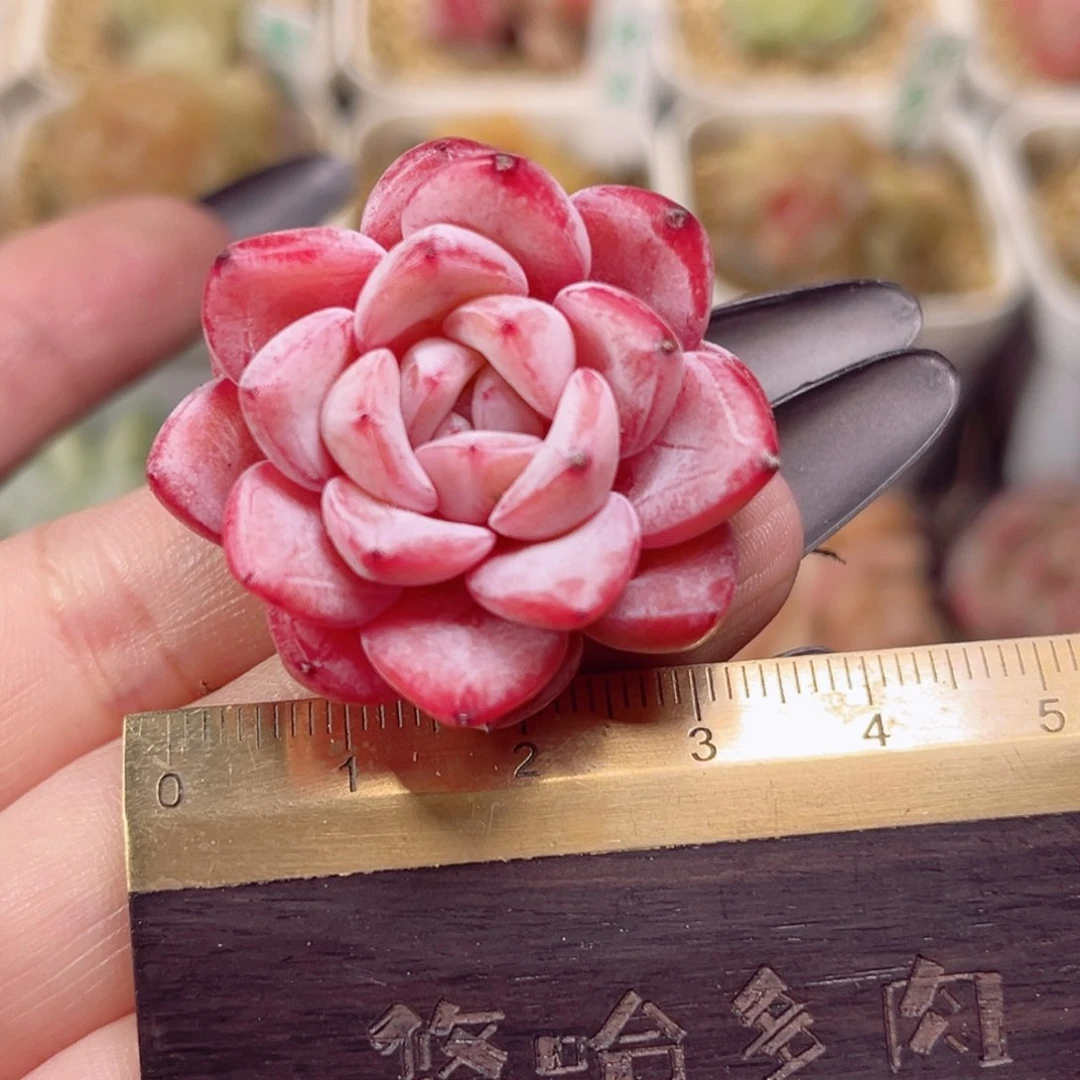 E201一物一拍 卡拉米维特