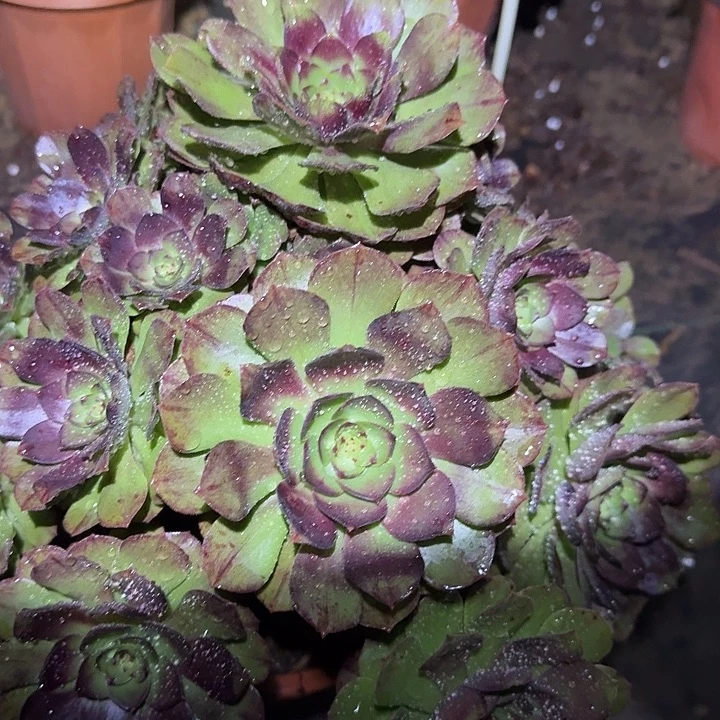 精品万圣节拉丝巨无霸捧花福利24