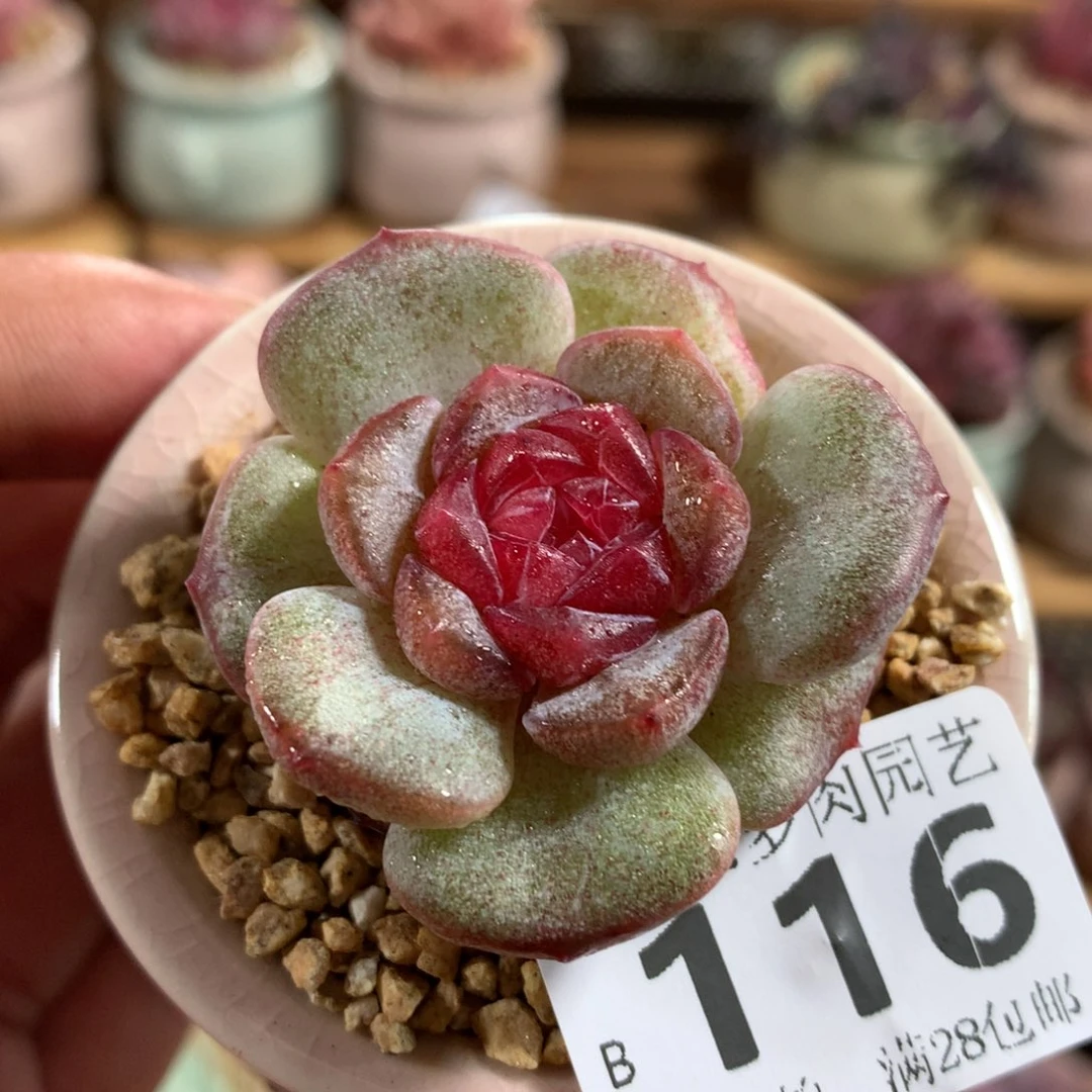 小尾巴多肉园艺5CM迷你拇指盆栽B116