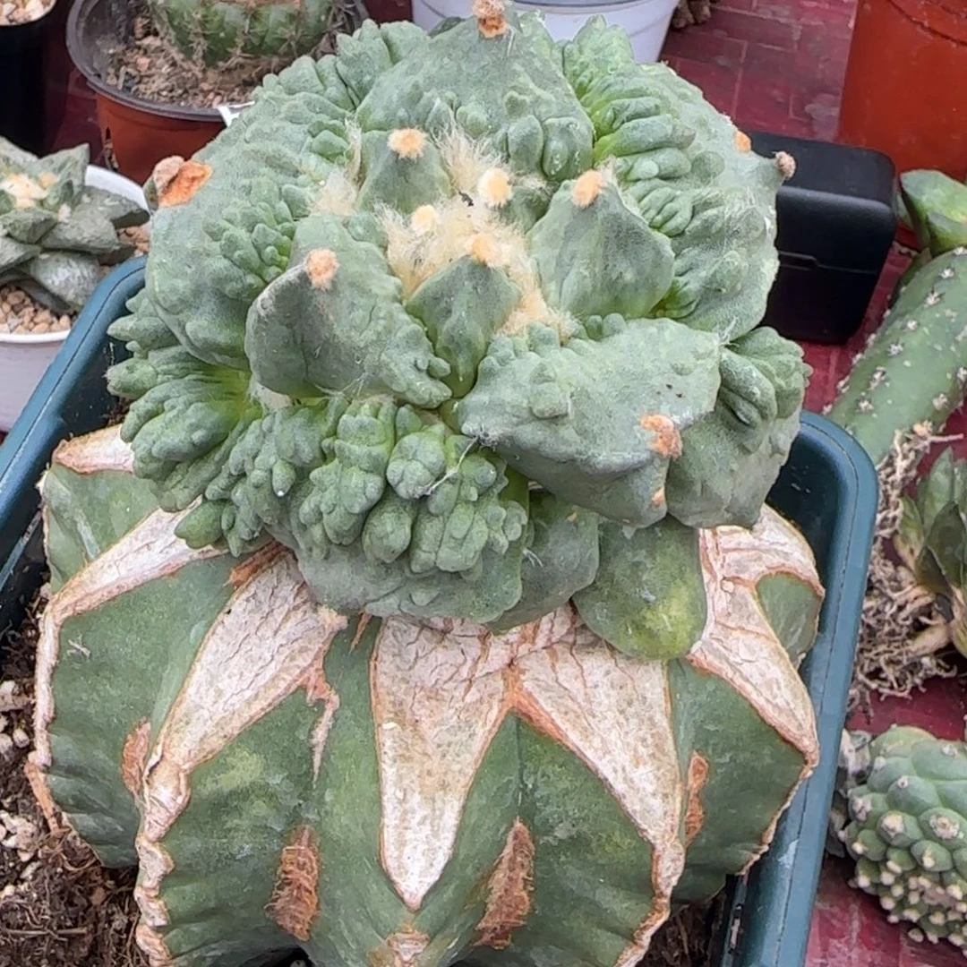 无花朵栗园10厘米侧牙