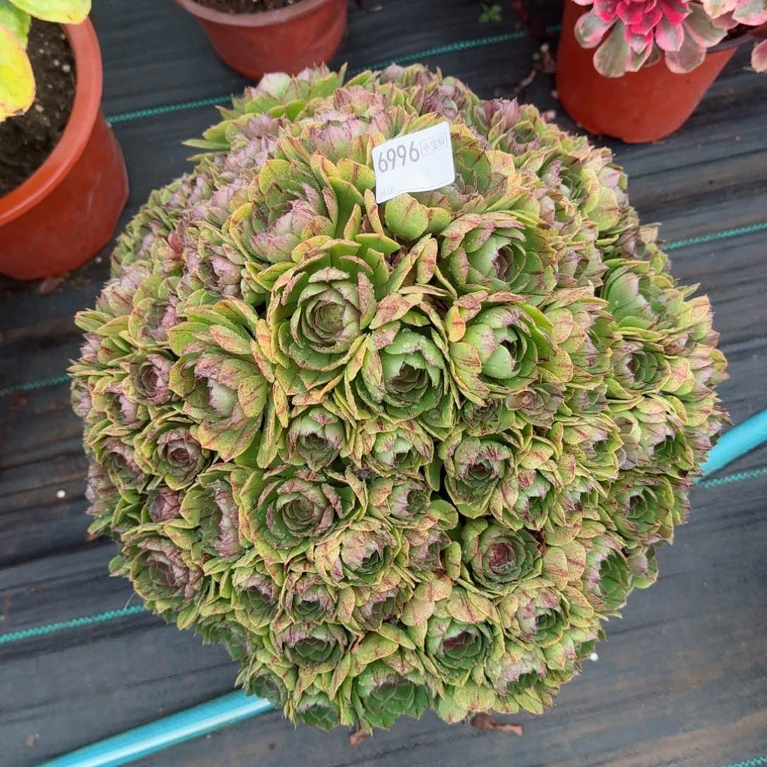 俩*贝6996万拉丝多肉多肉