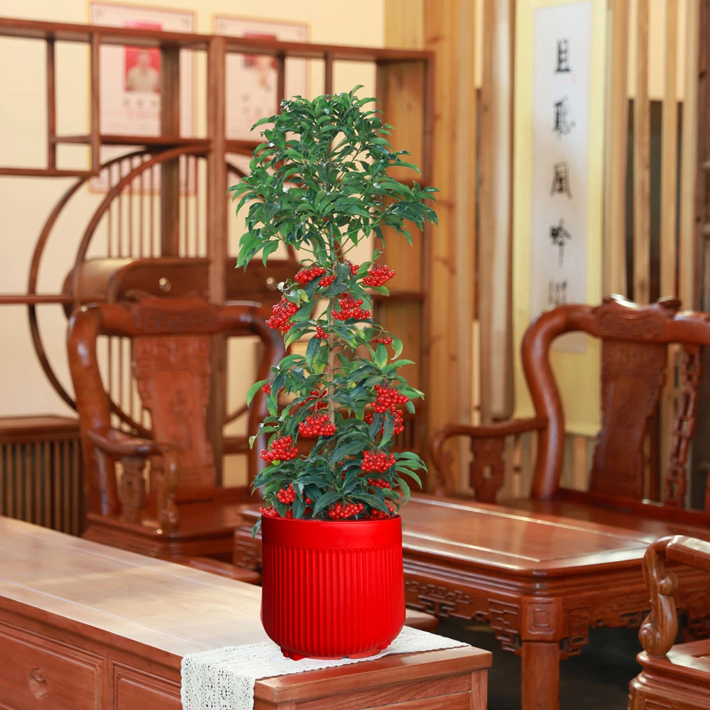 【京东送货上门】富贵籽高60-80cm罗马柱栽年宵花绿植网红带果植物