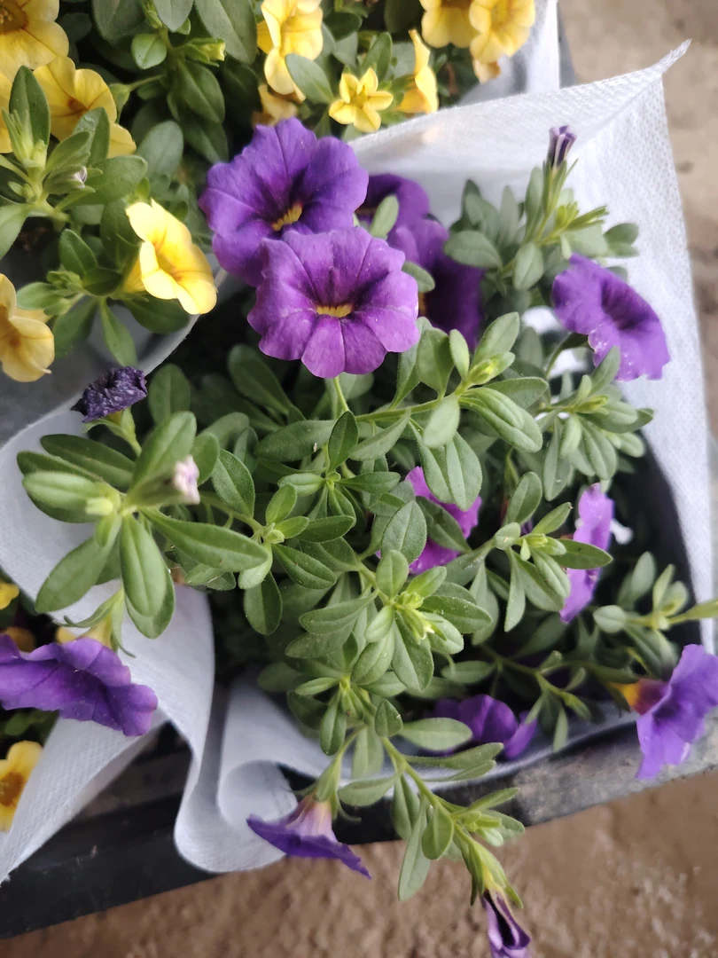 百万小玲舞春花盆栽带花苞易养开花多适合阳台庭院种植